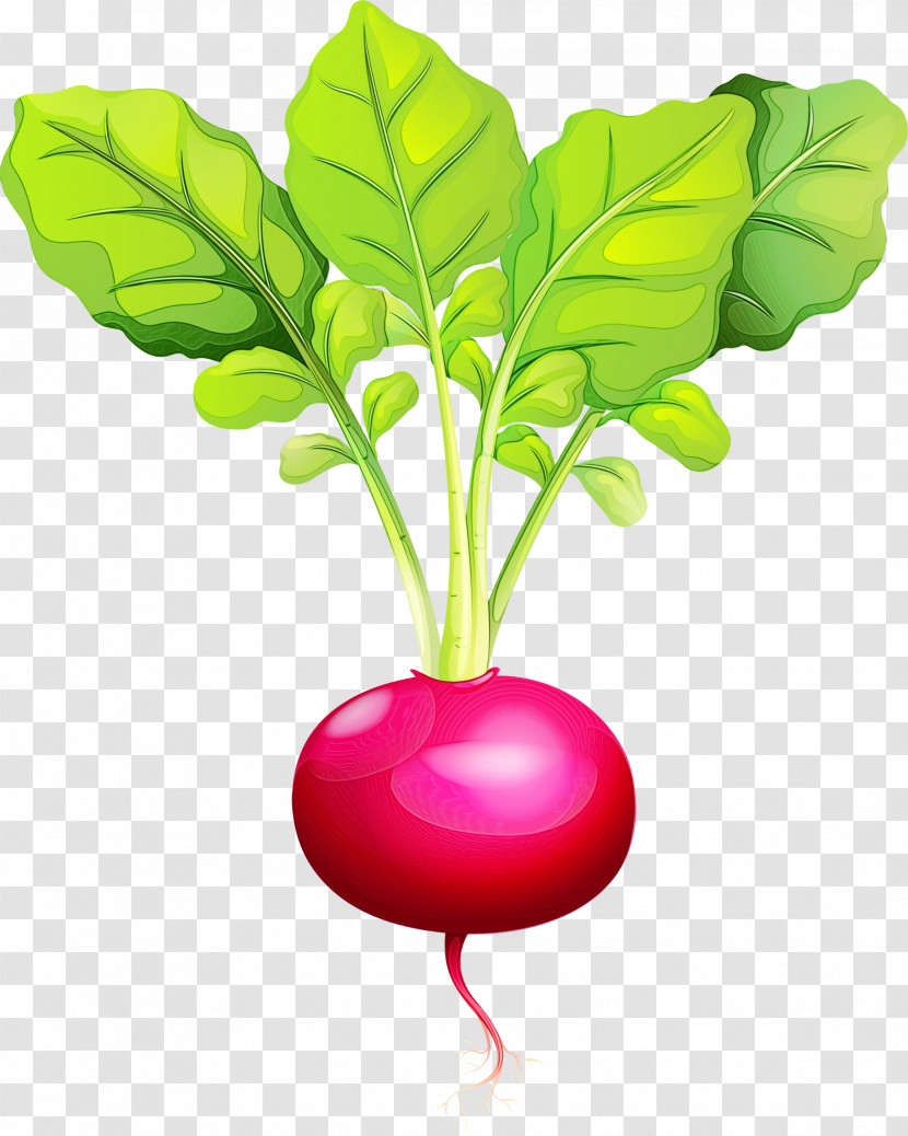 Radish Beetroot Beet Leaf Vegetable Transparent PNG