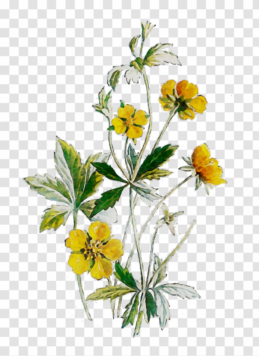 Cut Flowers Plant Stem Herbaceous Herbalism - Buttercup - Tagetes Transparent PNG