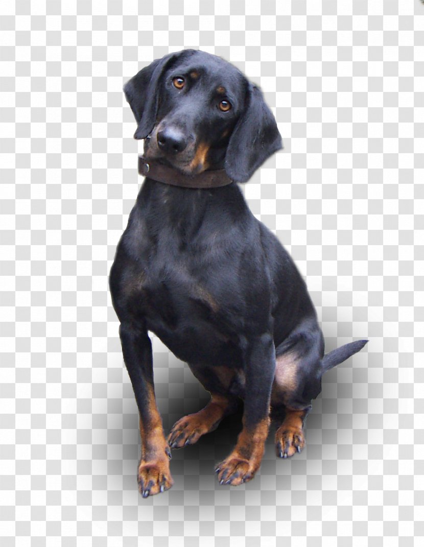 Austrian Black And Tan Hound Coonhound Tyrolean Styrian Coarse-haired Polish - Hunting Dog - Dogs Transparent PNG