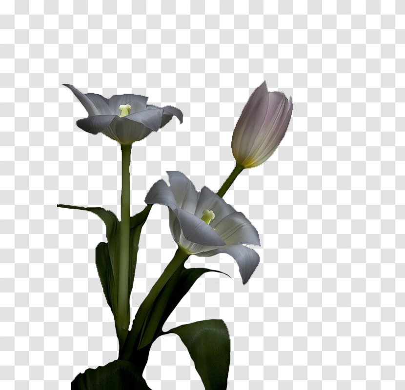 Plant Stem - Flowering Transparent PNG
