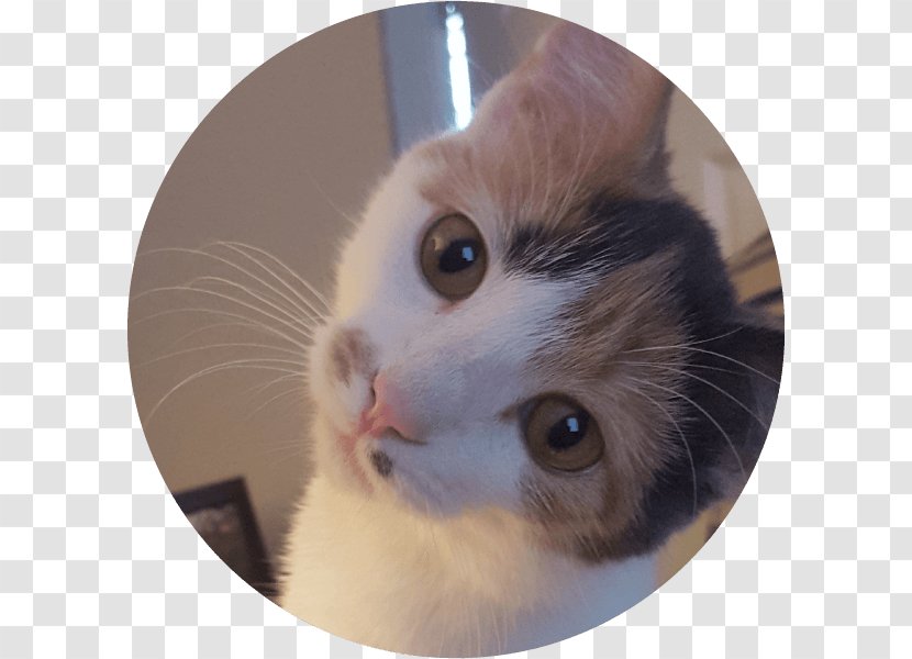 Whiskers American Curl Turkish Van Domestic Short-haired Cat Fur - Kitten - Pet Adoption Transparent PNG