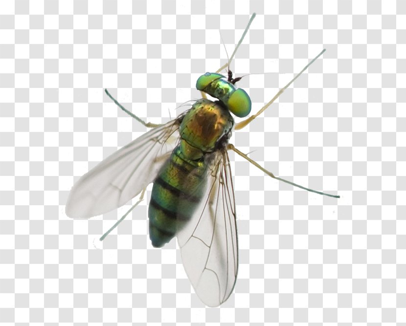 Greenhead Horse Fly Mosquito Pest Control Pterygota - Insect Transparent PNG