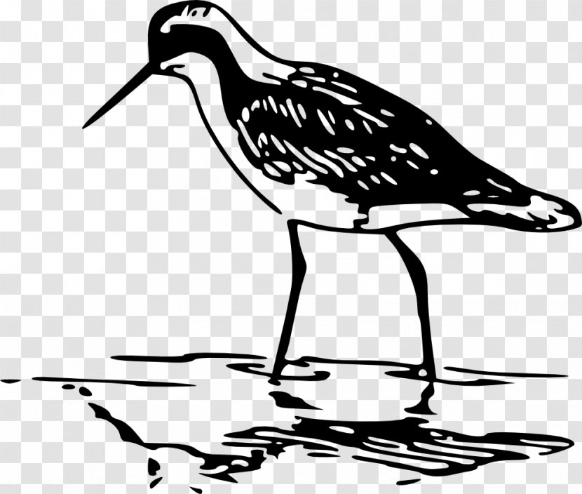 Bird Line Drawing - Art - Oystercatcher Cranelike Transparent PNG