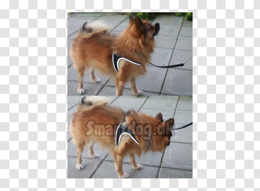 German Spitz Mittel Klein Finnish Pomeranian Eurasier - Seleção Transparent PNG