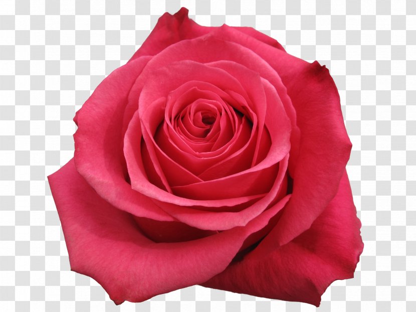 Garden Roses Centifolia Flower Floribunda - Rose Petals Transparent PNG