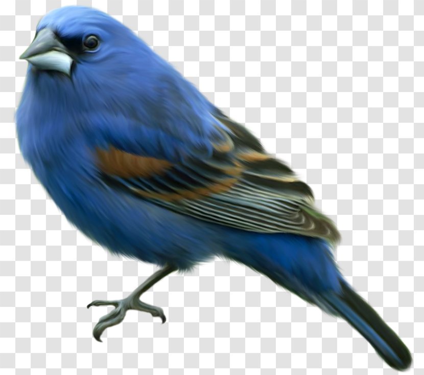 Domestic Canary Eastern Bluebird Finches Reptile - Bird Transparent PNG