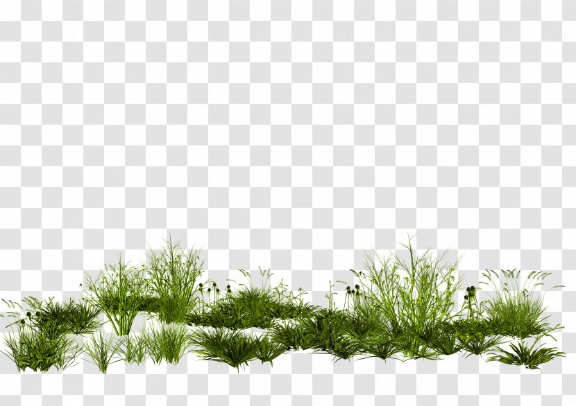 GIMP Rendering PhotoScape - Sky - Creative Green Grass Transparent PNG