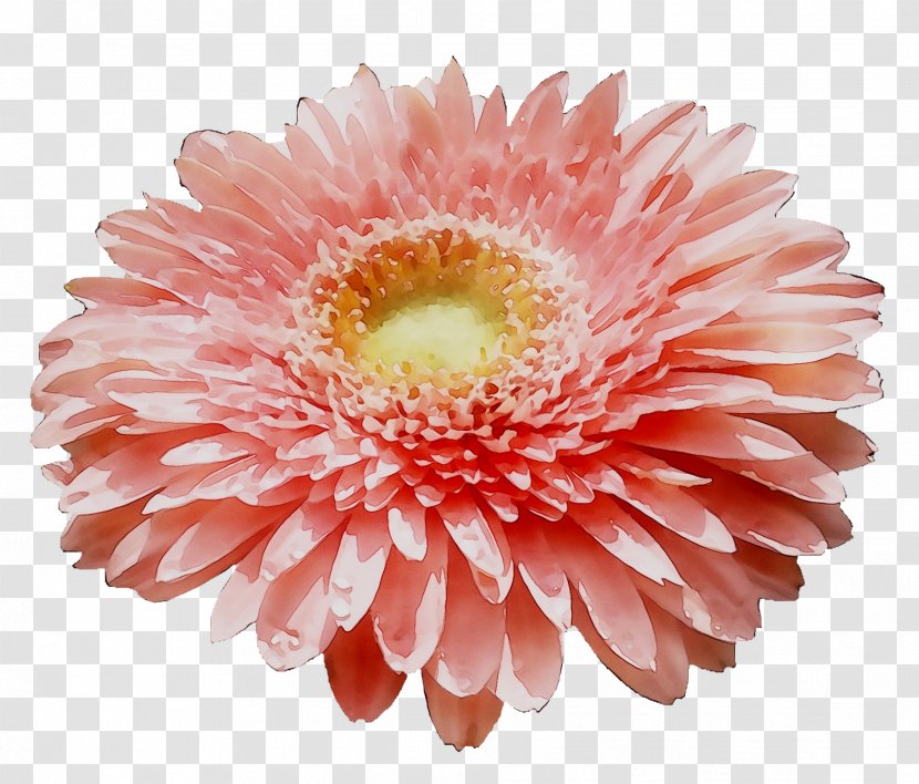 Transvaal Daisy Chrysanthemum Cut Flowers Orange S.A. - Plant - Peach Transparent PNG