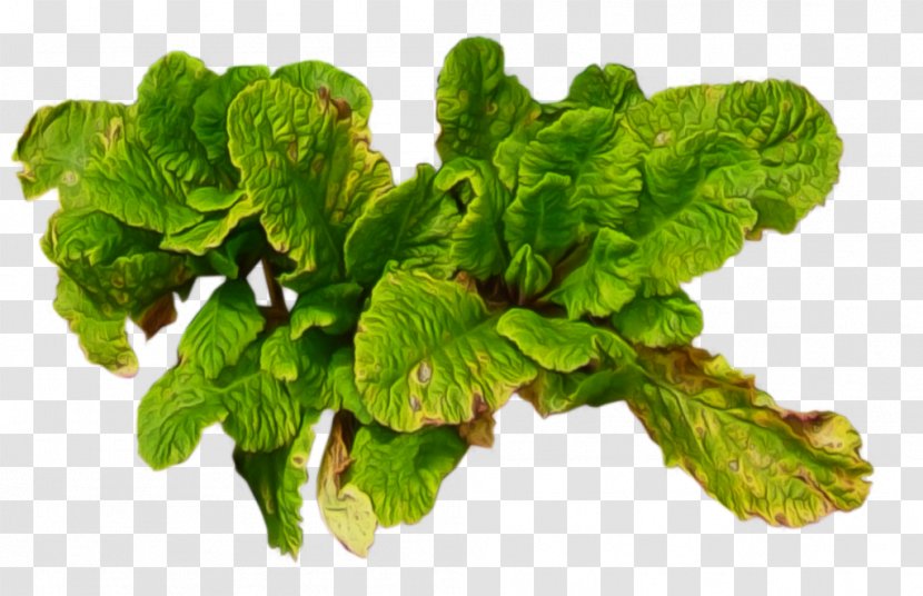 Leaf Vegetable Collard Greens - Romaine Lettuce - Floral Transparent PNG