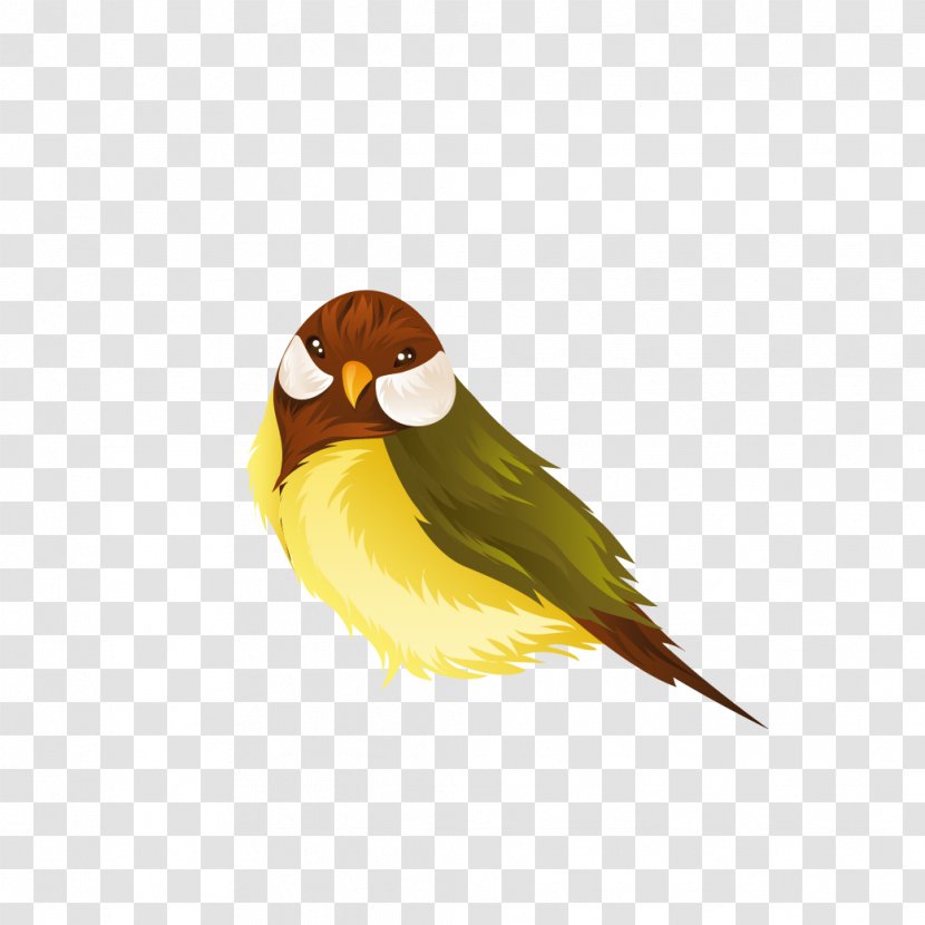 Lovebird Parrot Domestic Canary Clip Art - Feather - Birds Transparent PNG