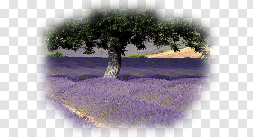 Flower Field - Landscape - Wildflower Transparent PNG