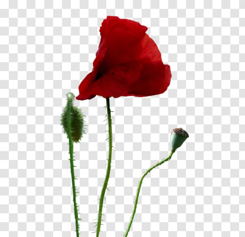 Common Poppy Drawing Painting Clip Art - Flower Transparent PNG