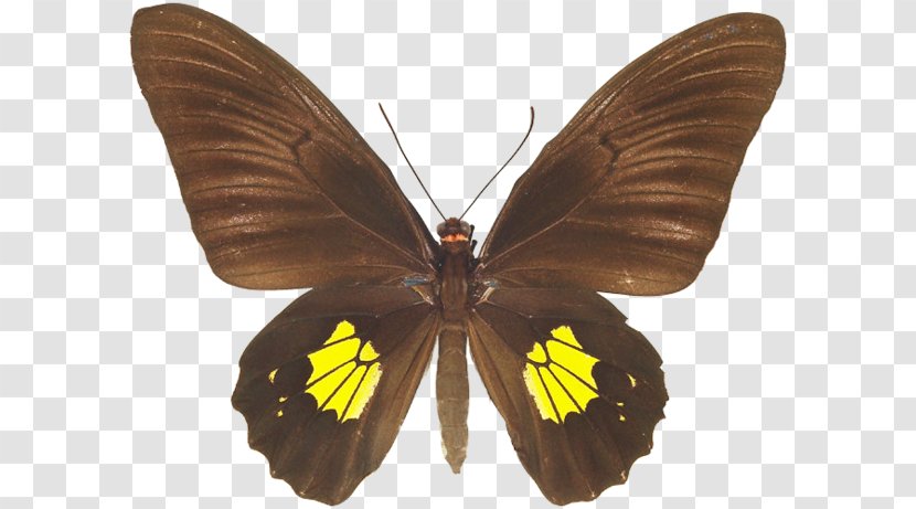Brush-footed Butterflies Pieridae Gossamer-winged Moth Butterfly Transparent PNG