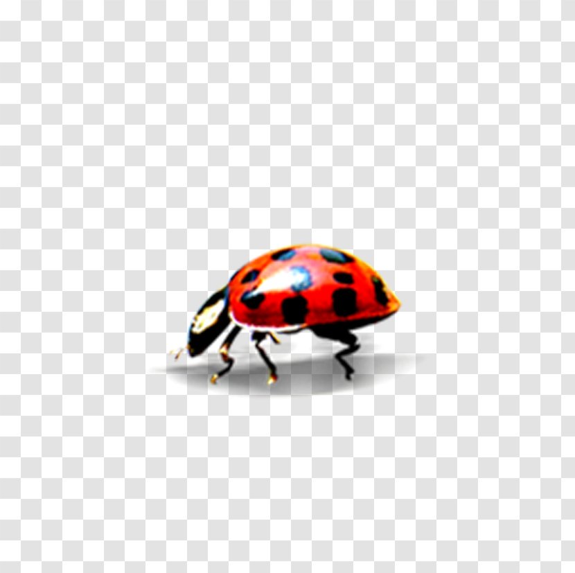 Ladybird Clip Art - Arthropod - A Small Bug Transparent PNG