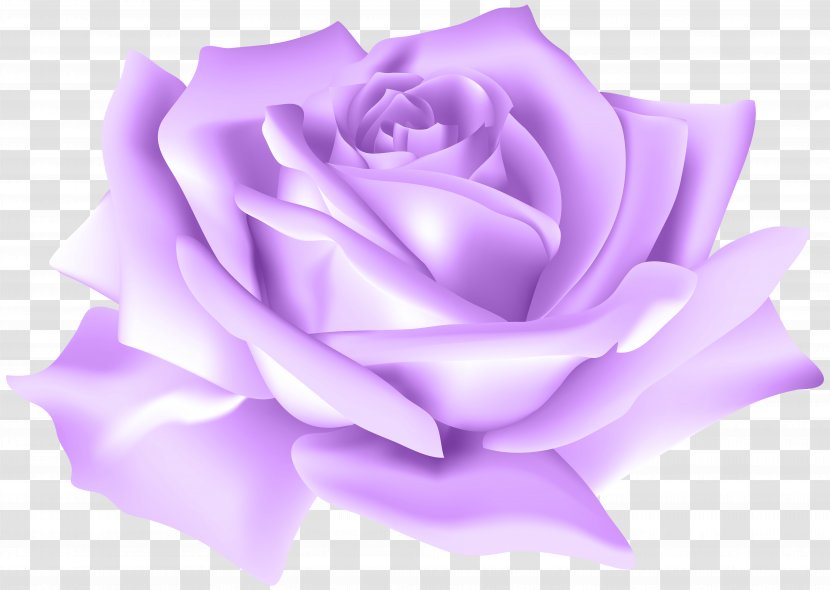 Garden Roses Flower Centifolia Clip Art - Purple - Rose Image Transparent PNG