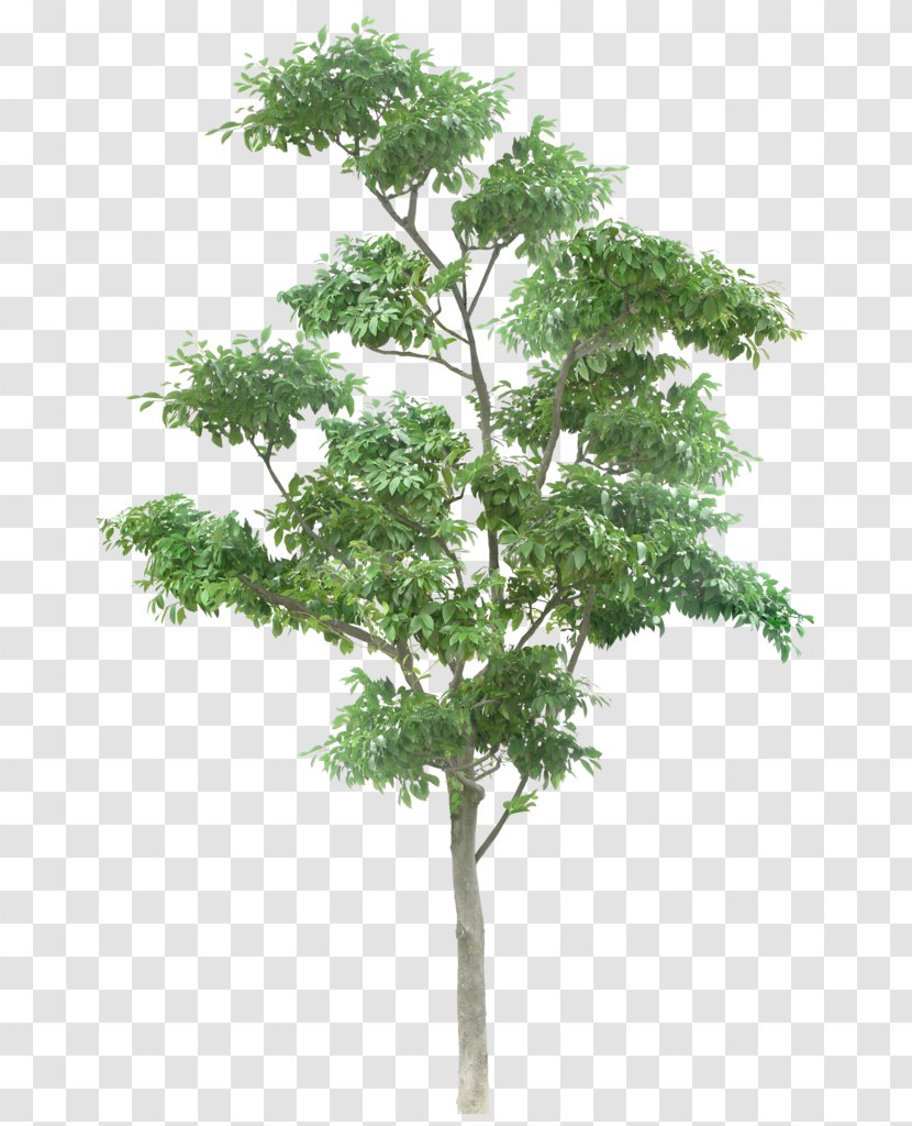 Tree Branch - Stump Transparent PNG