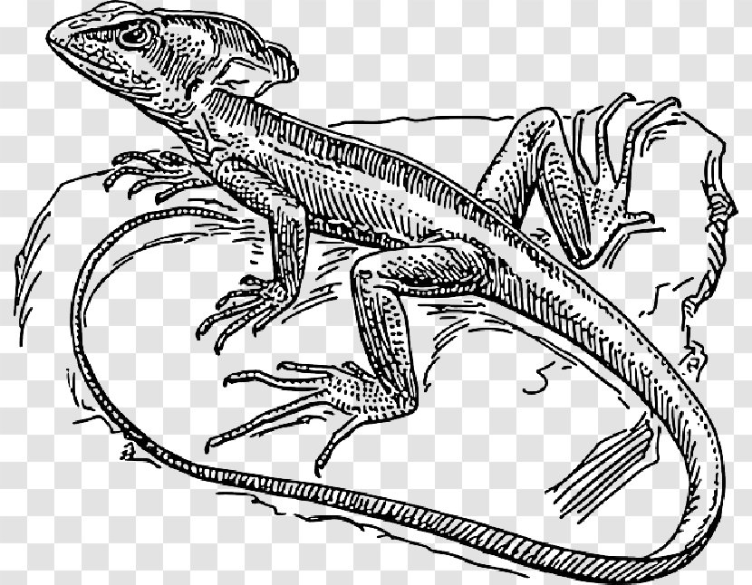 Lizard Common Basilisk Drawing Coloring Book Reptile - Plumed - Line Transparent PNG