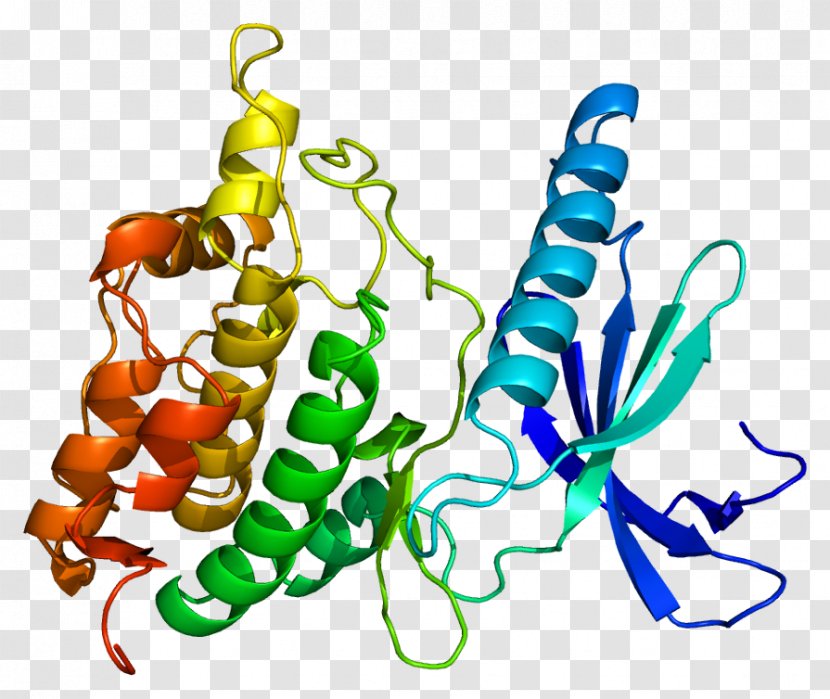 PHKG1 Wikipedia Wikimedia Project Phosphorylase Kinase - Food - Commons Transparent PNG