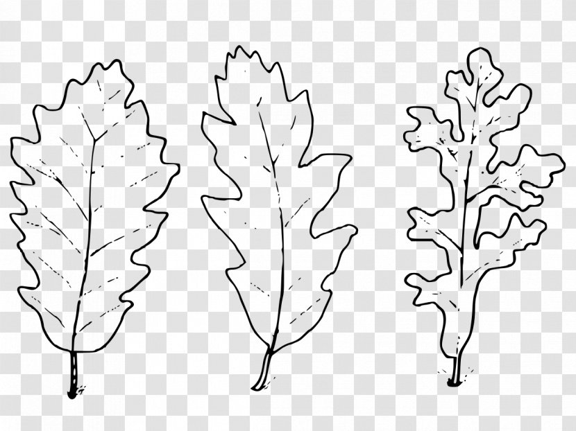 Twig Plant Stem Leaf Symmetry Font - Pedicel Transparent PNG