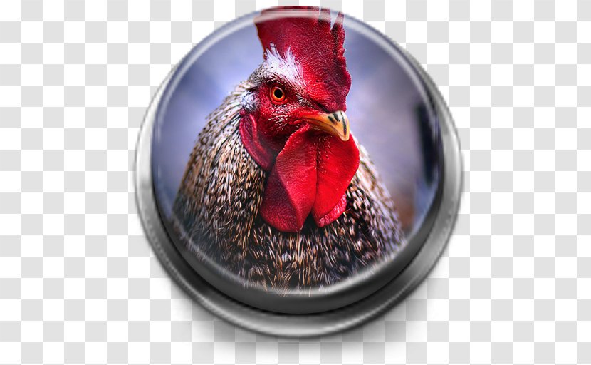 Proud Rooster Restaurant Cock A Doodle Doo Chicken Cockfight - Hen Transparent PNG