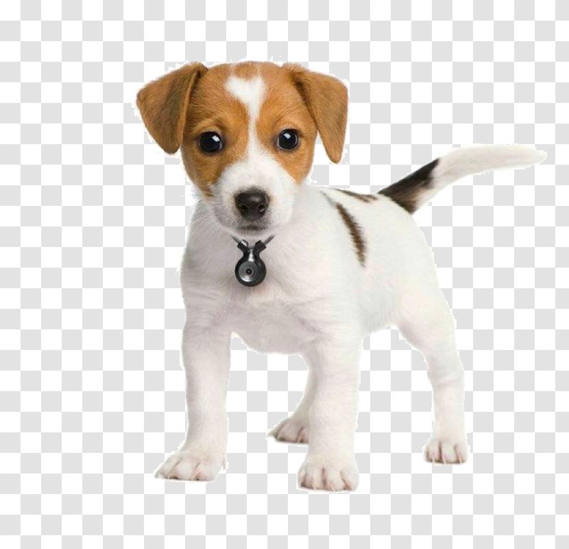 The Parson And Jack Russell Terriers Terrier Puppy - Harrier - Pet Transparent PNG