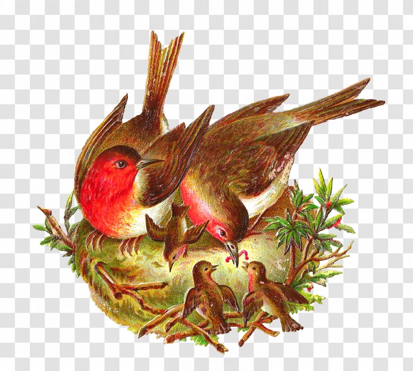 Bird Nest European Robin Clip Art - Fauna - Vintage Birdcage Transparent PNG