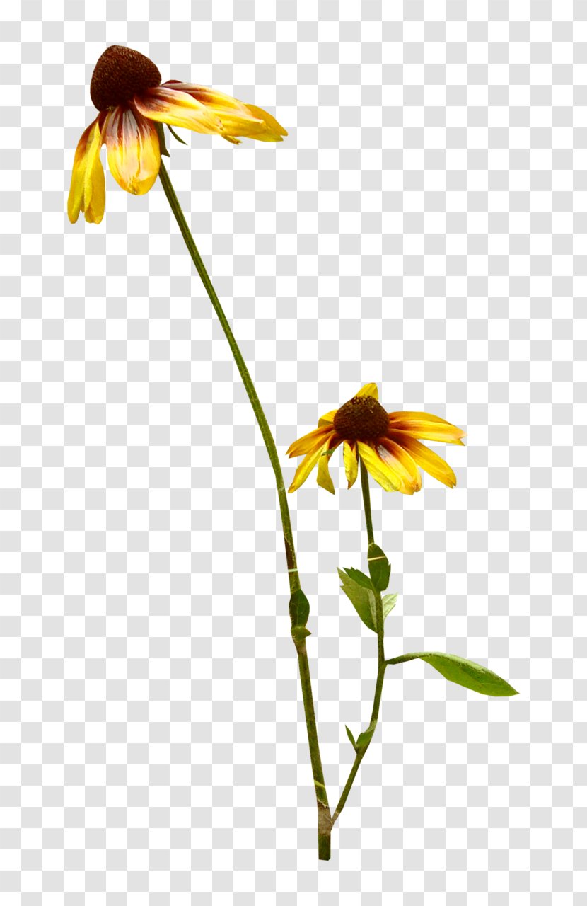 Flower Plant Stem Transvaal Daisy Tulip Petal - Yellow Flowers Transparent PNG