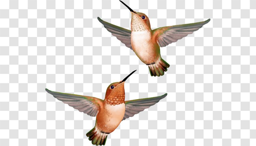 Hummingbird - Askartelu - Flying Bird Transparent PNG