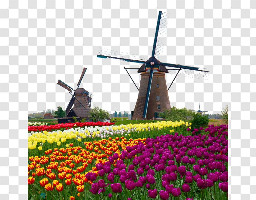 Kinderdijk Windmill Stock Photography Watermill Royalty-free - Beautiful Tulip Flowers Picture Transparent PNG