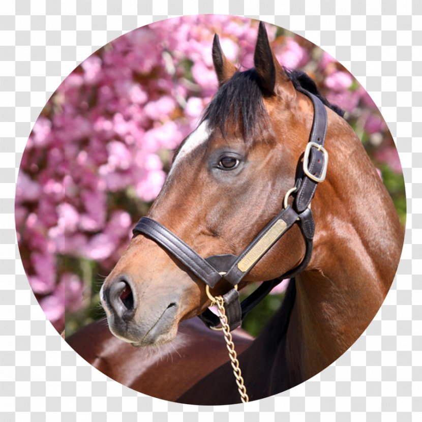 Halter Mustang Stallion Mare Horse Harnesses - Rein - ROYAL HORSE Transparent PNG