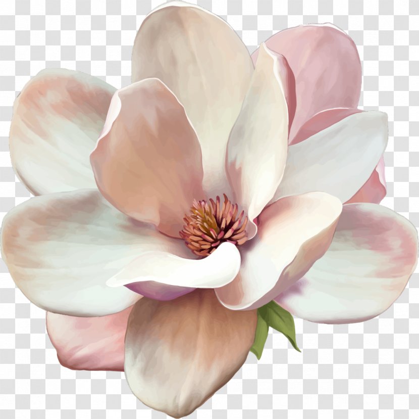 Stock Photography Flower Southern Magnolia - Plant Transparent PNG