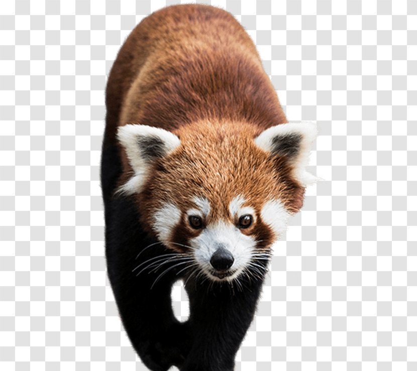 Red Panda Chengdu Research Base Of Giant Breeding National Zoo & Aquarium Raccoon - Whiskers Transparent PNG