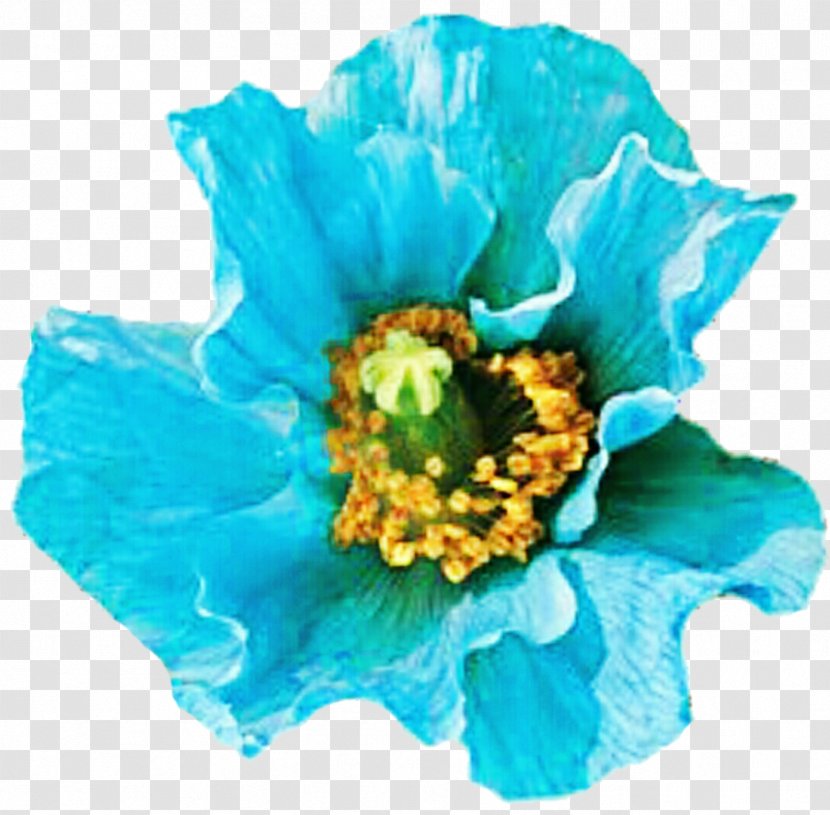 Cut Flowers Turquoise Blue Teal - Shades Of - Taiwan Flower Transparent PNG
