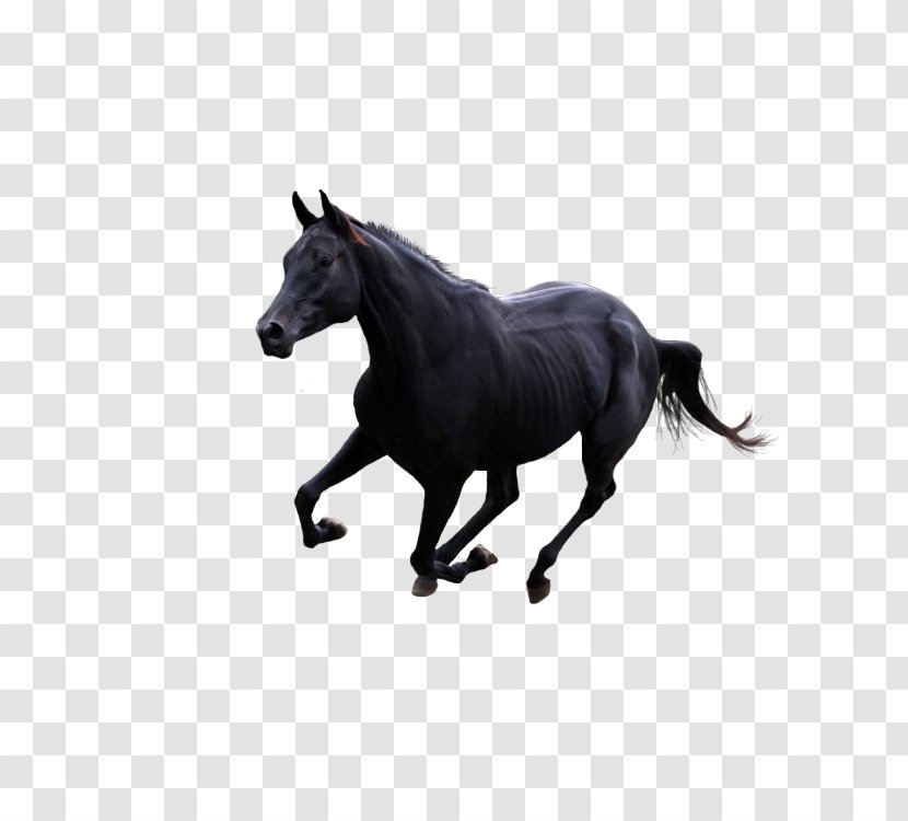 Horse Gallop Pony - Benz Dark Transparent PNG