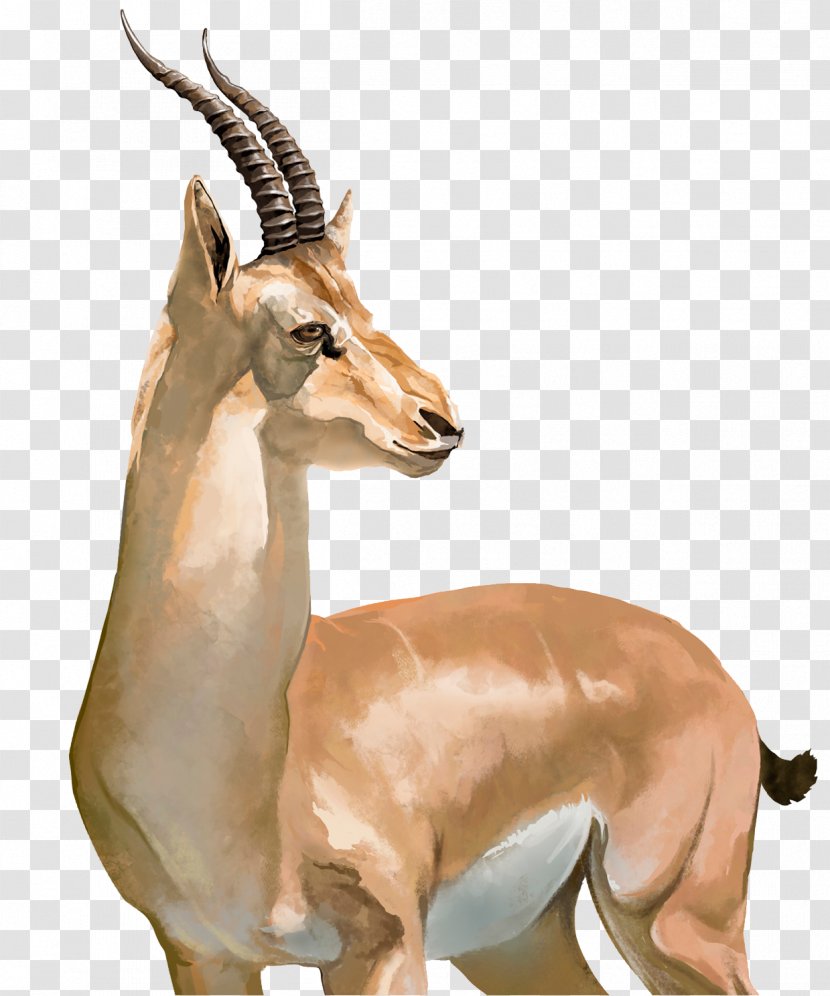 Impala Tibetan Antelope Springbok Cheetah - Pronghorn - Watercolor Transparent PNG