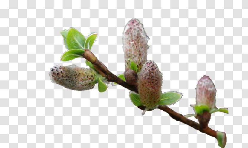 Twig Bud Tree Willow - Easter Transparent PNG