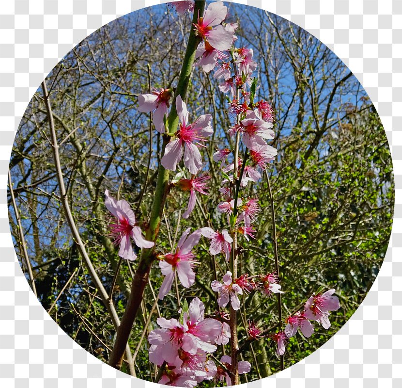 Anglesey Abbey Wildflower Priory Garden - March - Silver Birch Tree Transparent PNG