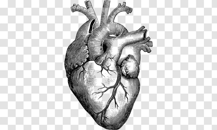 Anatomy Heart Drawing Diagram - Cartoon - Human Transparent PNG