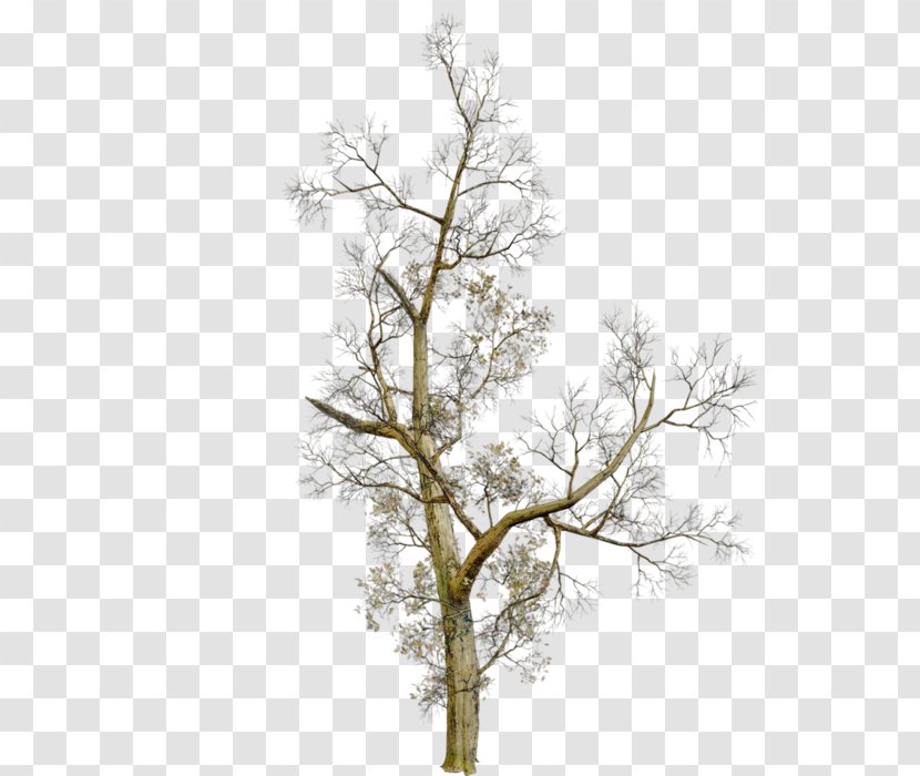 Tree PlayStation Portable Clip Art - Plant Transparent PNG