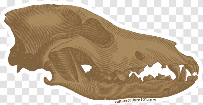 Gray Wolf Skull Clip Art Transparent PNG