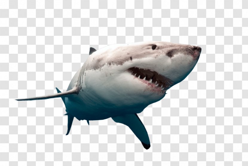 Great White Shark Hammerhead Image - Mouth - Heart Transparent PNG