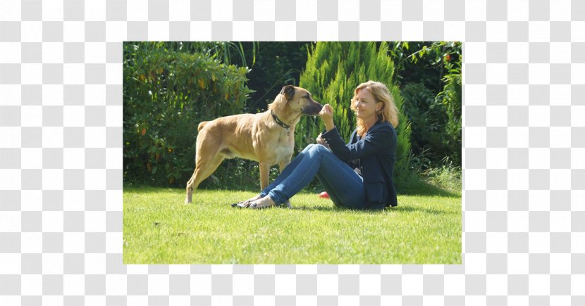 Mongrel Free-ranging Dog Poodle Pug Adoption - Obedience Training - Animal Hotel Transparent PNG