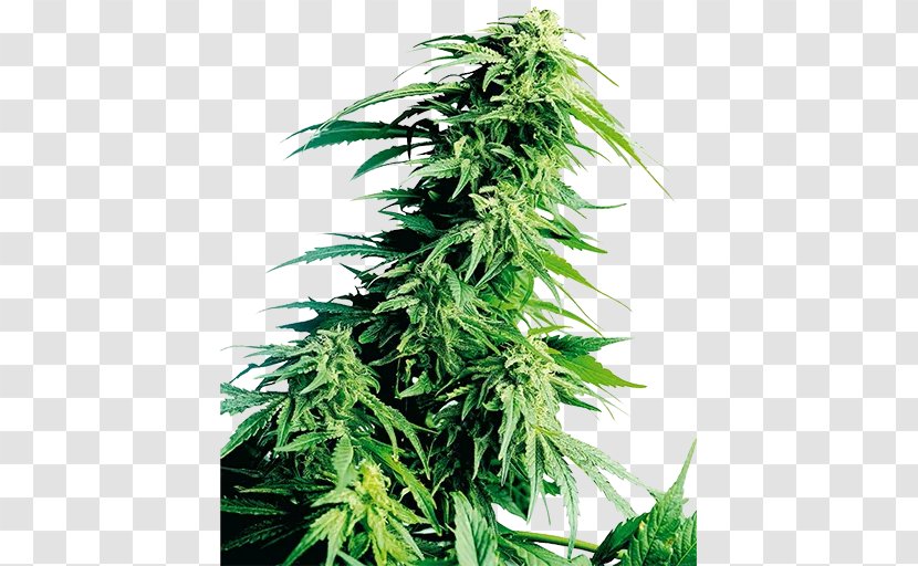 Landrace Cannabis Cultivation Kush Autoflowering Transparent PNG