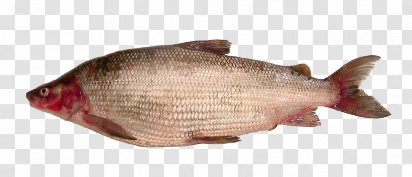 Northern Red Snapper Lake Champlain Whitefish - Seafood Transparent PNG