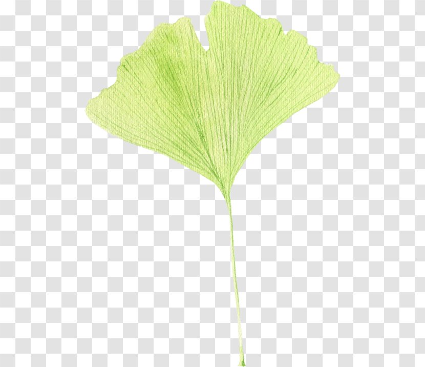 Leaf Plant Stem - Tree - Woody Transparent PNG