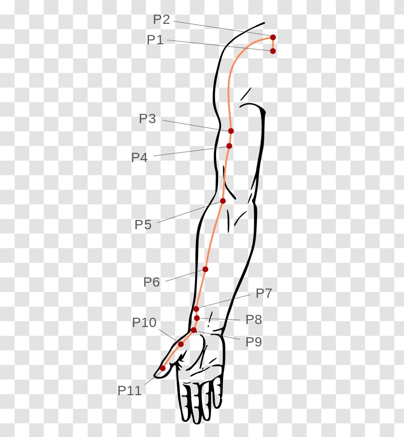 Thumb Pressure Point Acupressure Acupuncture Meridian - Watercolor - Silhouette Transparent PNG