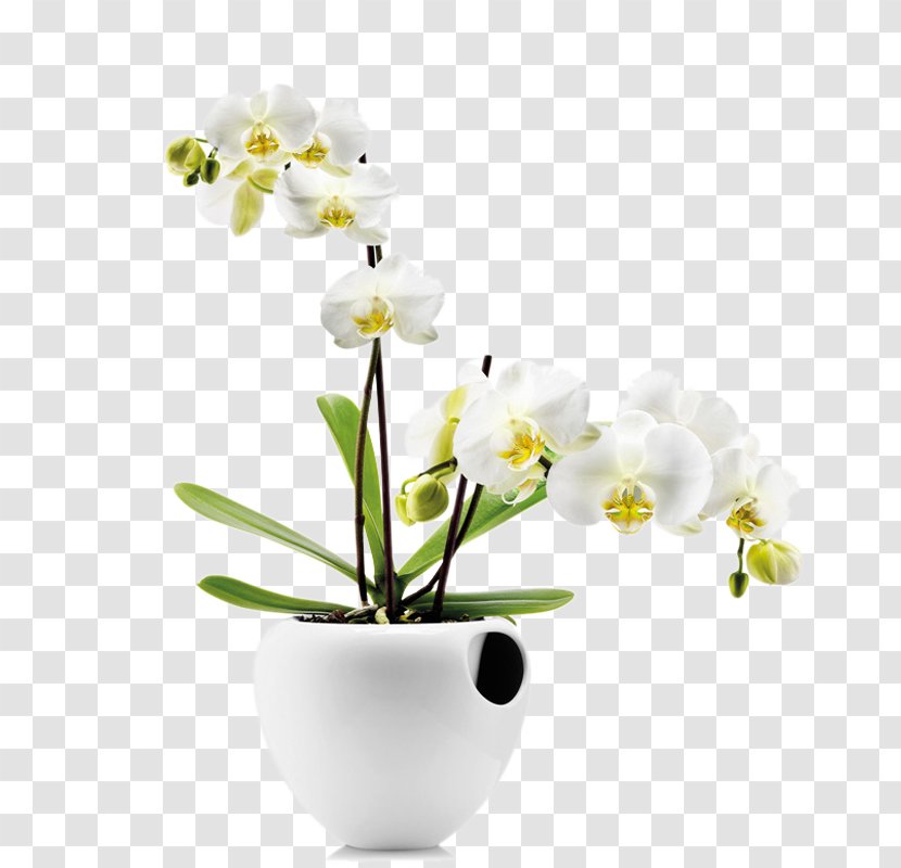 Orchids Water Storage Watering Can Flowerpot Plant - Blossom - Floral Art Transparent PNG