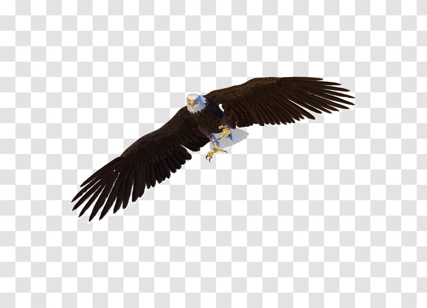 Bald Eagle Bird Hawk - Animal Transparent PNG