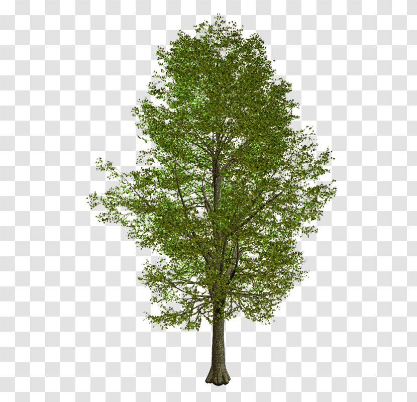 Branch American Sycamore Tree Clip Art - Plane Transparent PNG