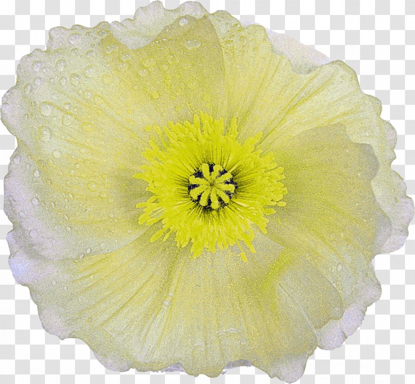 Cut Flowers Petal Flowering Plant The Poppy Family - Sunflower Transparent PNG